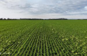 Близо 1 500 000 декара с есенници засяха стопаните в област Добрич