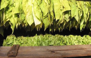 До 32 млн. евро е индикативният бюджет за преходна национална помощ за тютюн за Кампания 2025