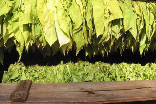 До 32 млн. евро е индикативният бюджет за преходна национална помощ за тютюн за Кампания 2025