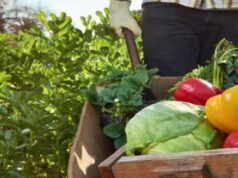 Малките земеделски стопани получиха по-рано от обявените срокове над 7,5 млн. евро