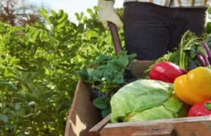 Малките земеделски стопани получиха по-рано от обявените срокове над 7,5 млн. евро