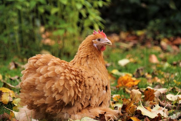 furbymama-hen-5707463.jpg__623x416_q85_crop_subsampling-2_upscale